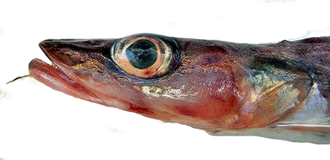 Molva macrophthalma_2564